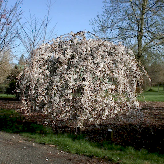 Snow Fountains® Weeping Cherry Tree
