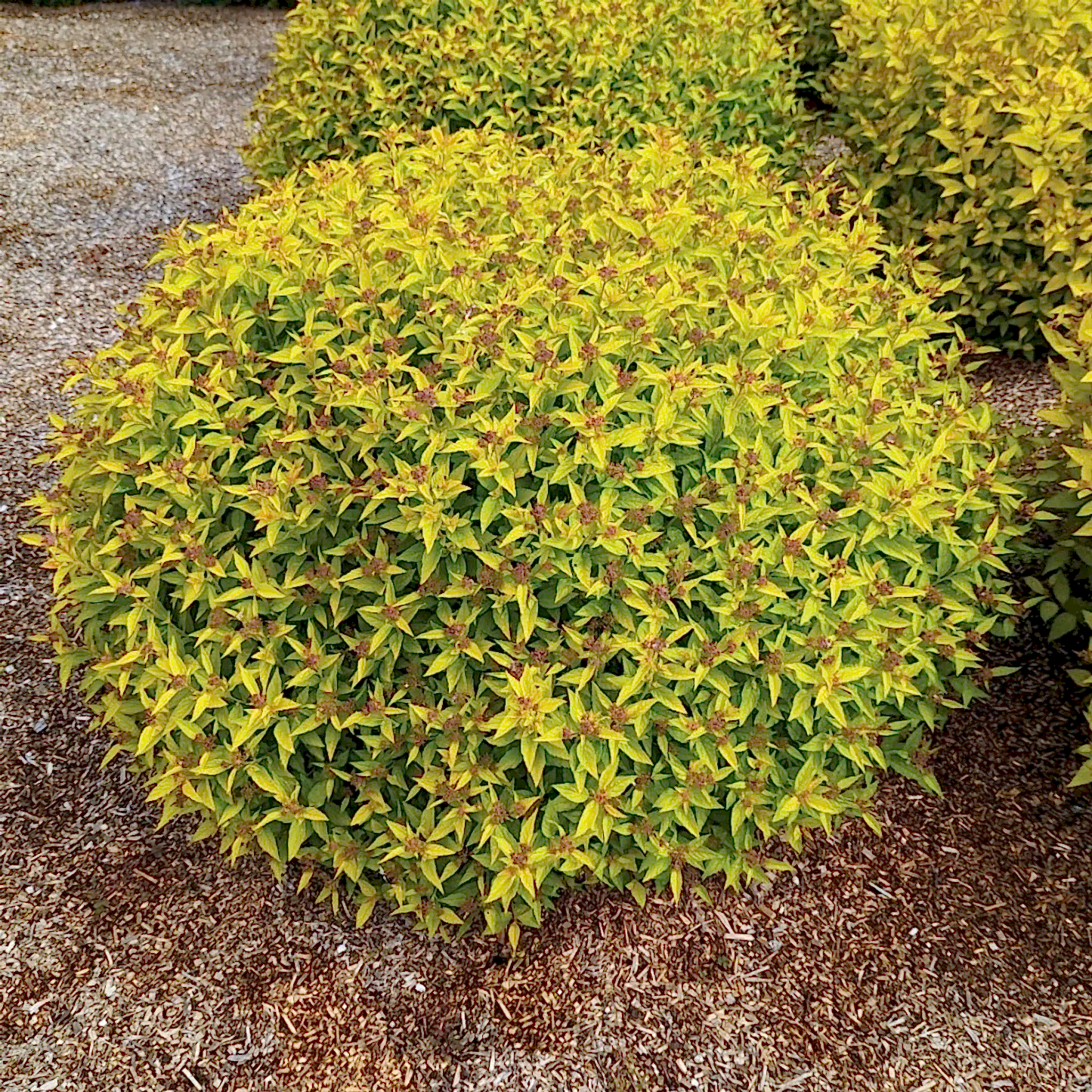 Pineapple Poprocks® Spiraea