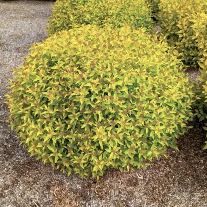 Pineapple Poprocks® Spiraea