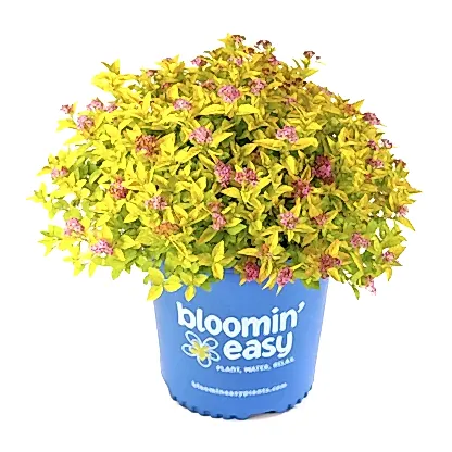 Pineapple Poprocks® Spiraea
