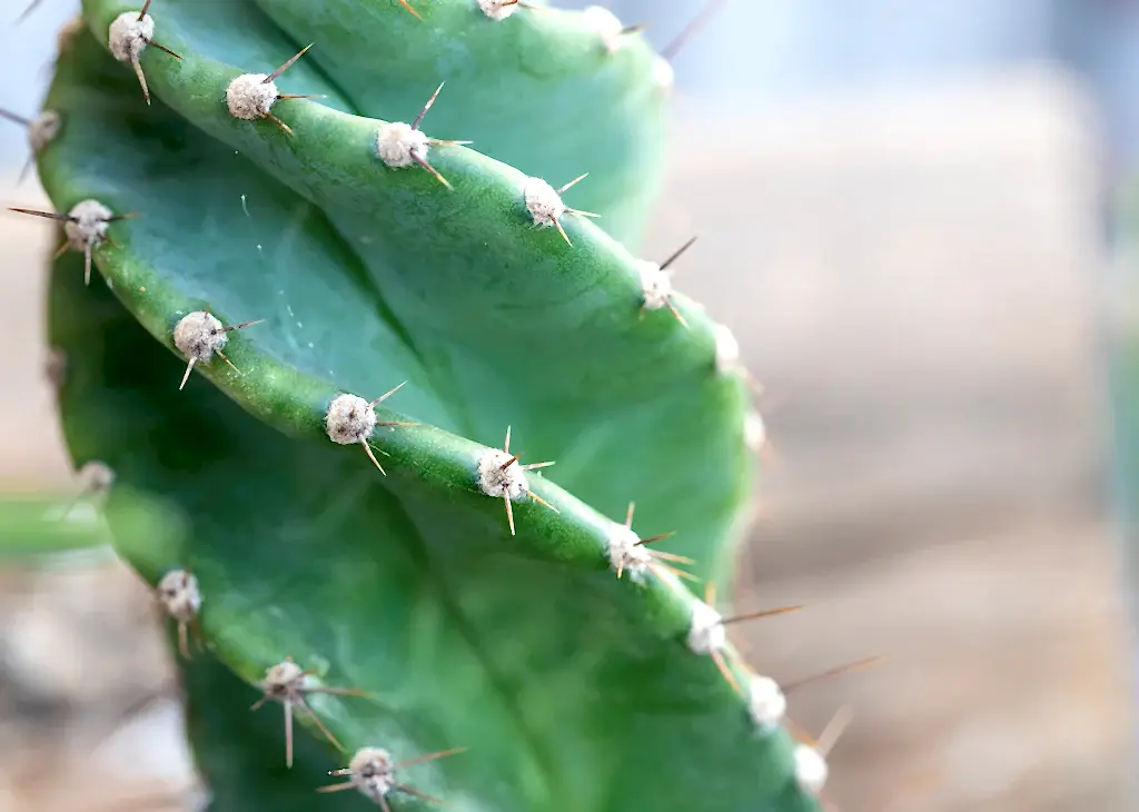 Spiral Cactus