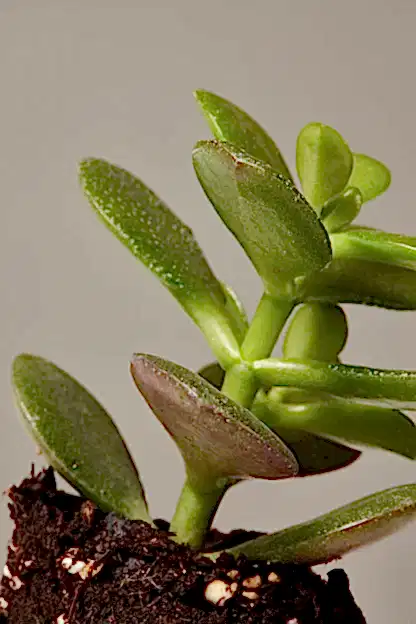 Succulent Assortment