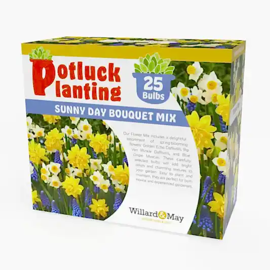 Potluck Planting Sunny Day Bouquet Mix