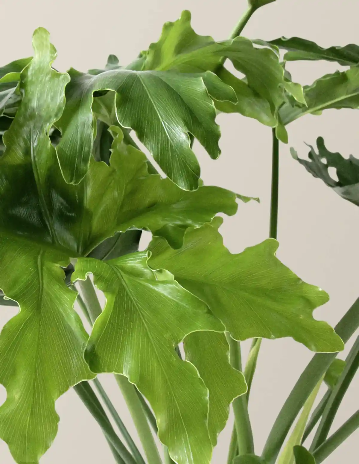 Large Philodendron Selloum ‘Hope’