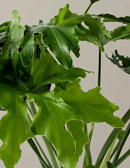 Large Philodendron Selloum ‘Hope’
