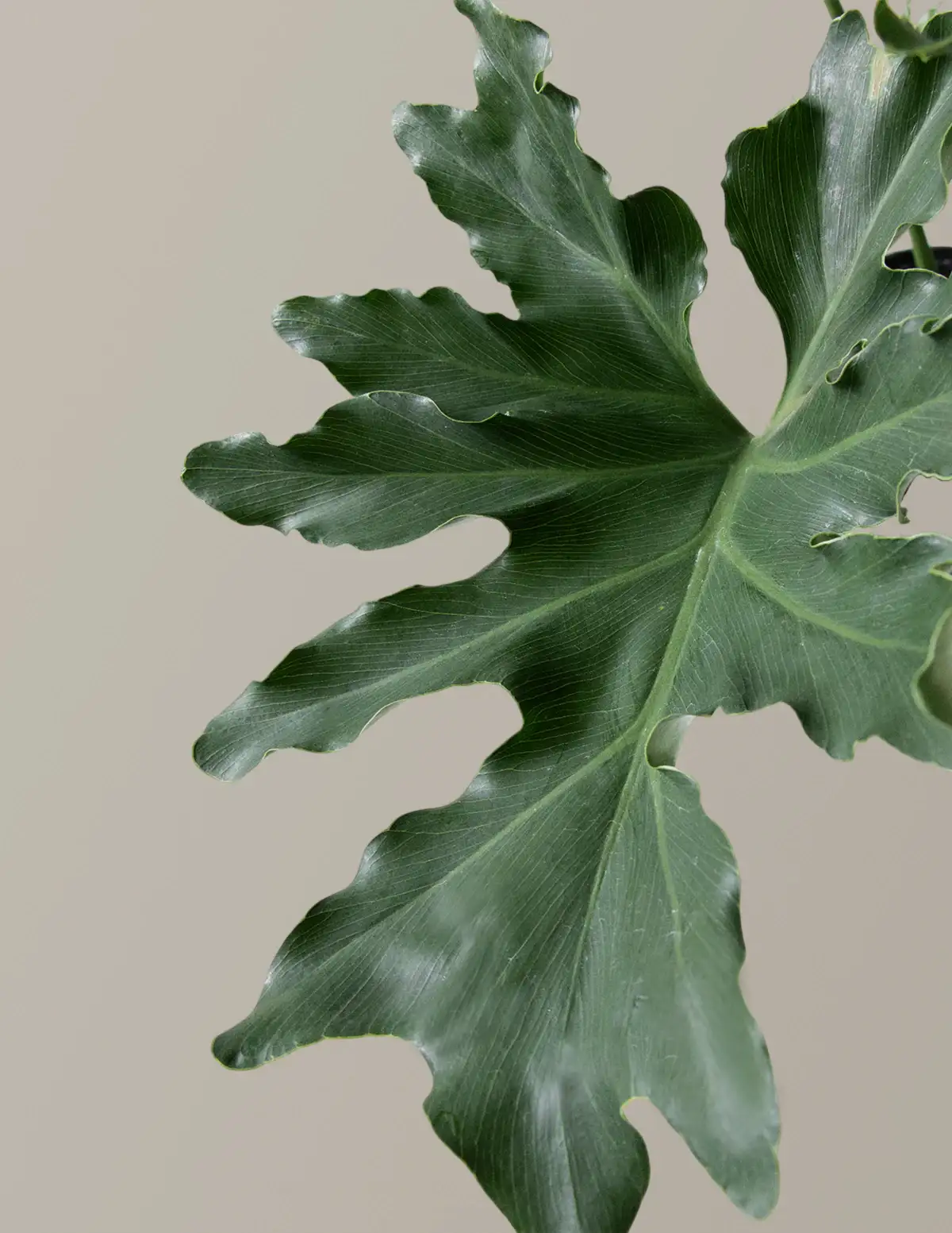 Large Philodendron Selloum ‘Hope’