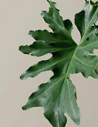 Large Philodendron Selloum ‘Hope’