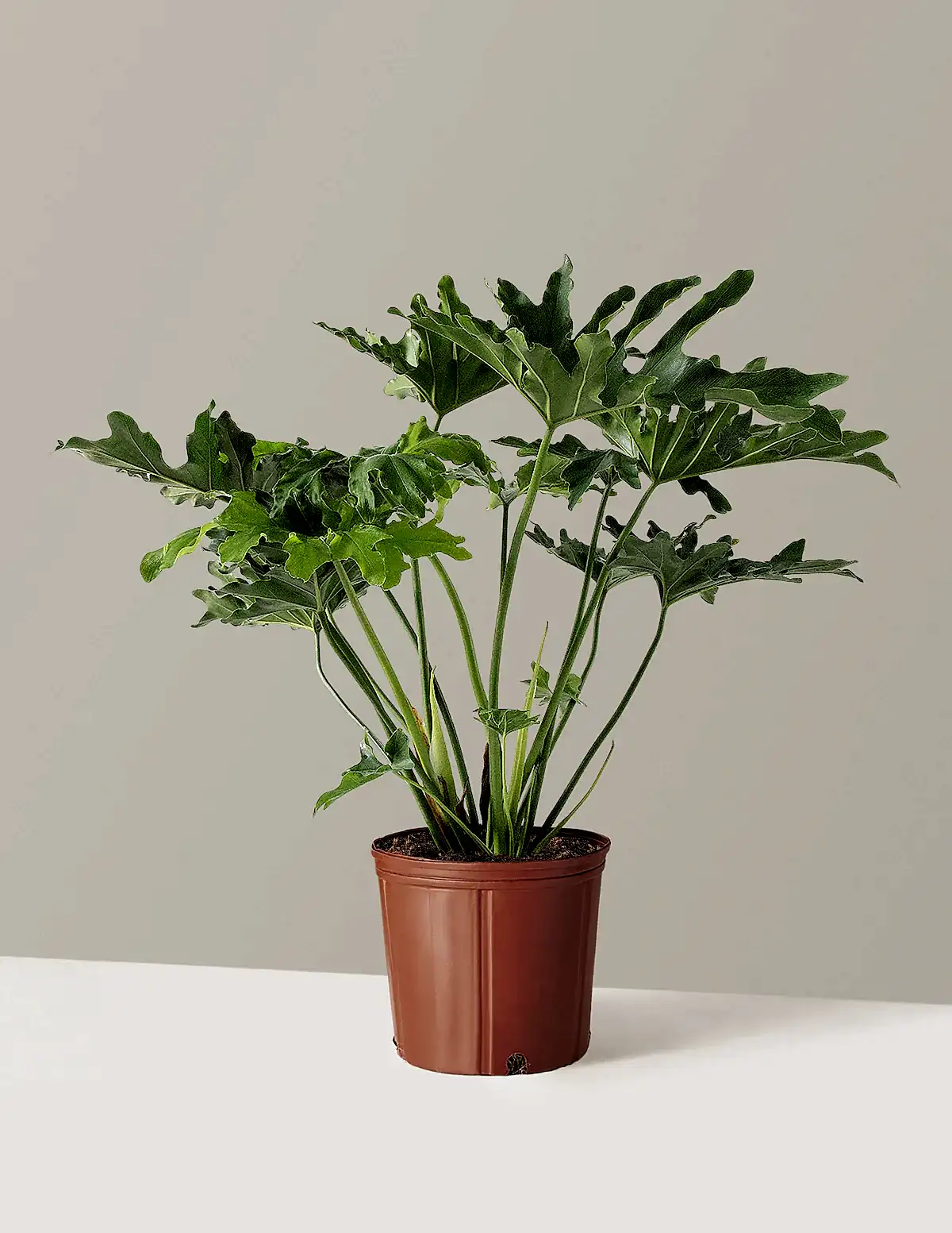 Large Philodendron Selloum ‘Hope’