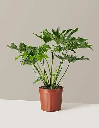 Large Philodendron Selloum ‘Hope’