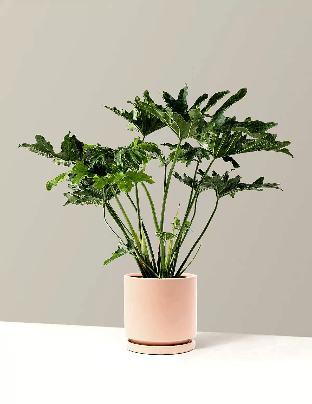 Large Philodendron Selloum ‘Hope’