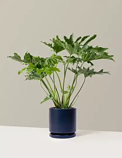 Large Philodendron Selloum ‘Hope’