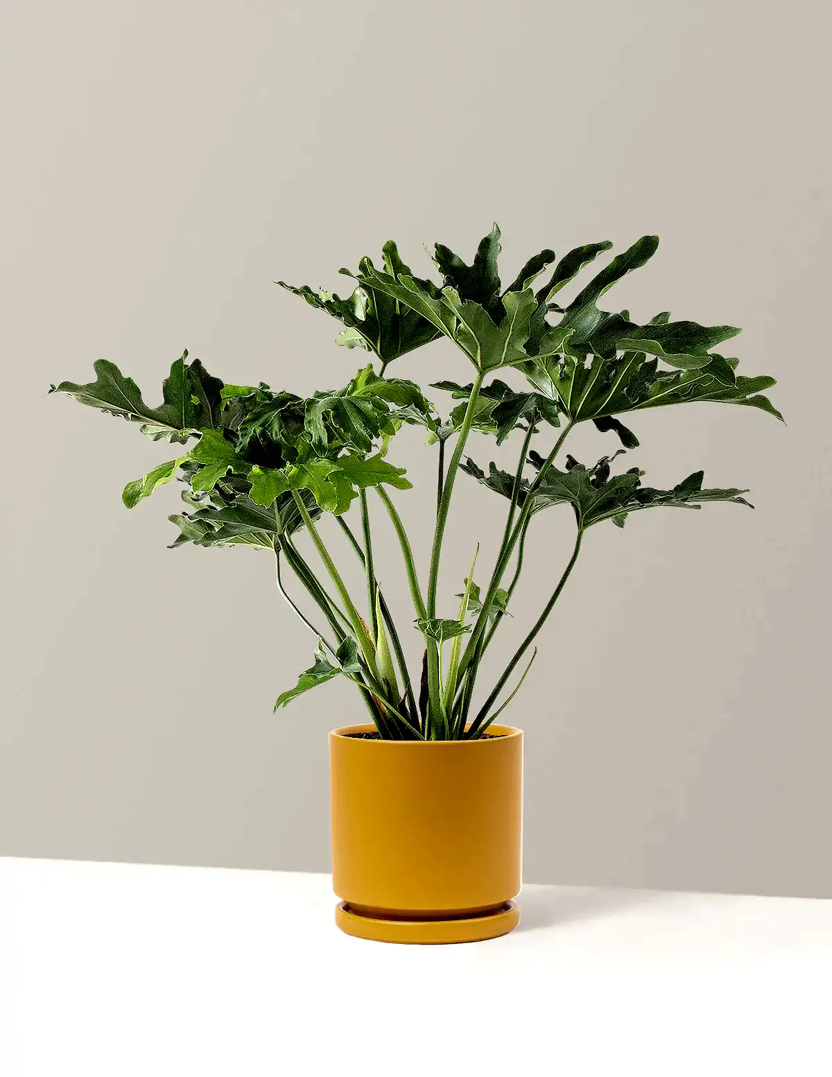 Large Philodendron Selloum ‘Hope’