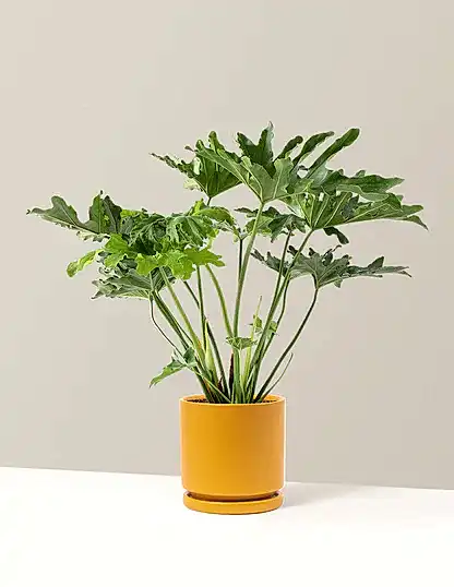 Large Philodendron Selloum ‘Hope’