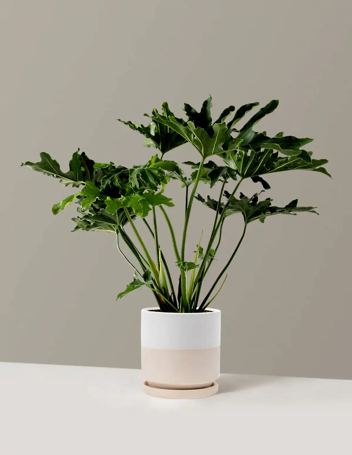Large Philodendron Selloum ‘Hope’
