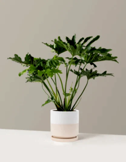 Large Philodendron Selloum ‘Hope’