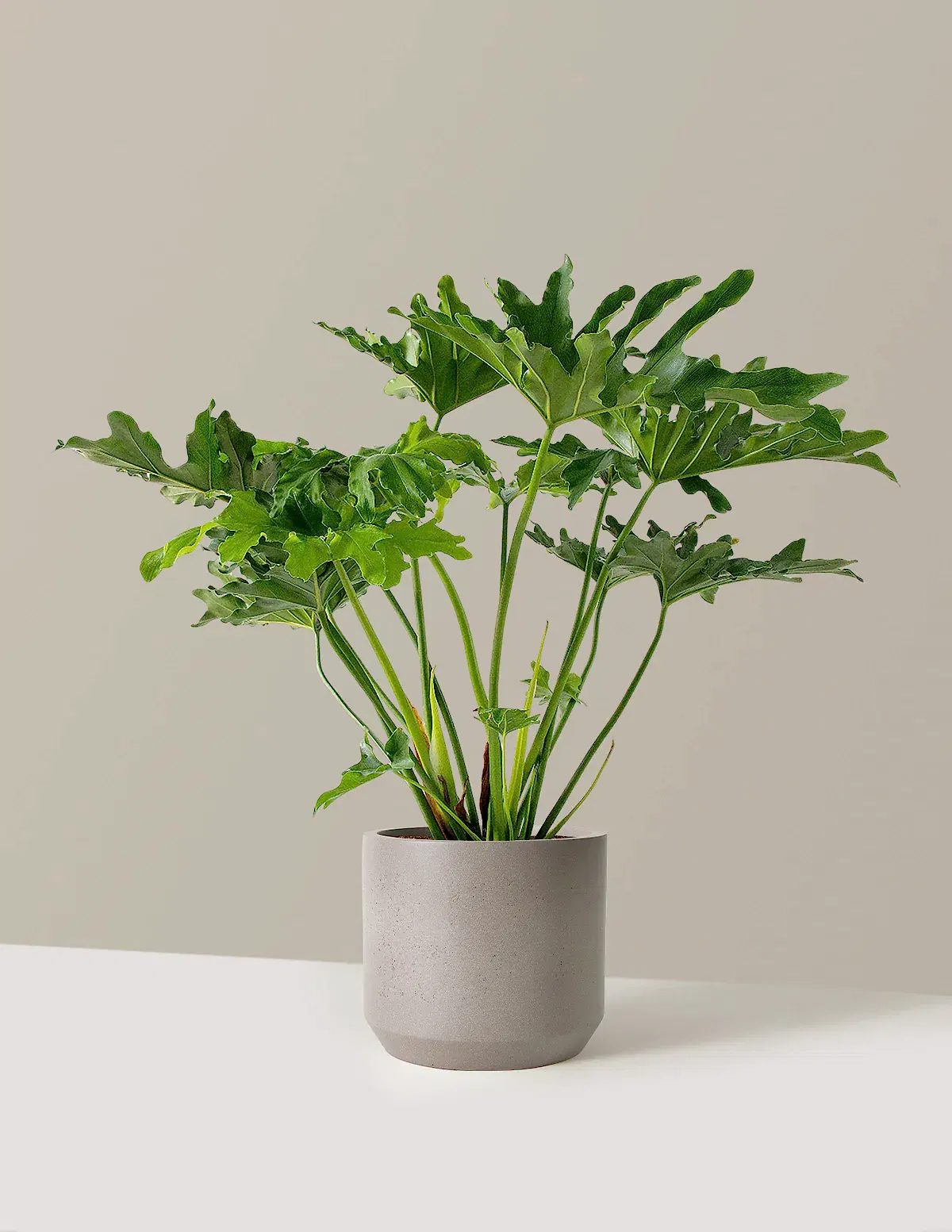Large Philodendron Selloum ‘Hope’