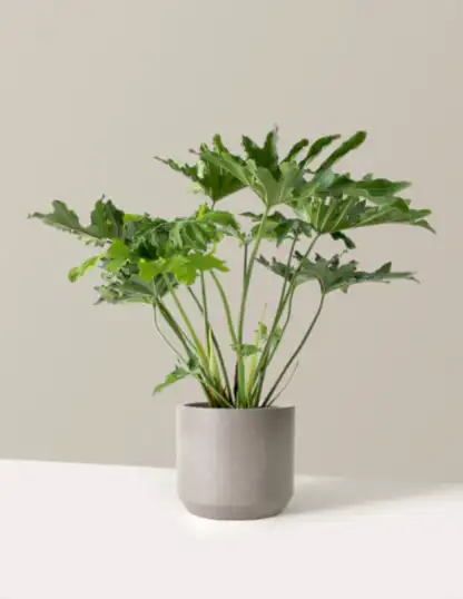 Large Philodendron Selloum ‘Hope’