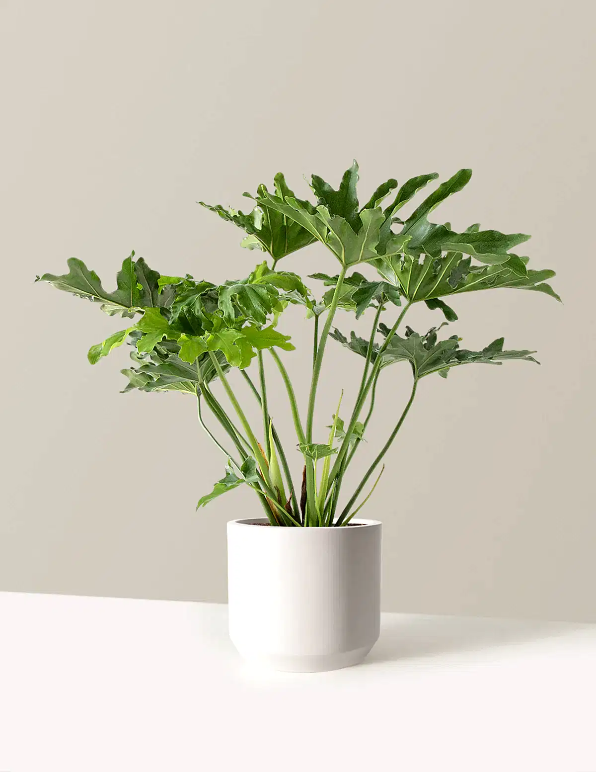Large Philodendron Selloum ‘Hope’