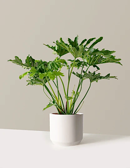 Large Philodendron Selloum ‘Hope’