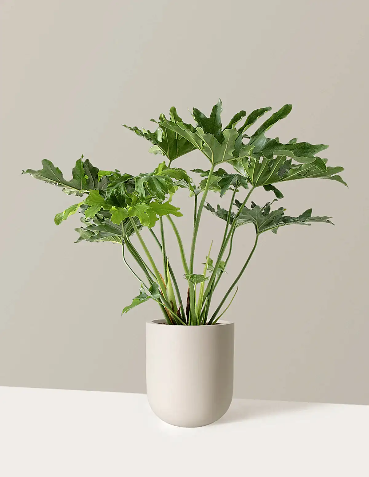 Large Philodendron Selloum ‘Hope’