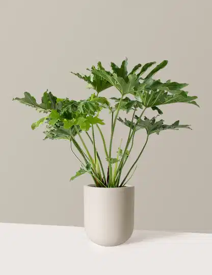 Large Philodendron Selloum ‘Hope’