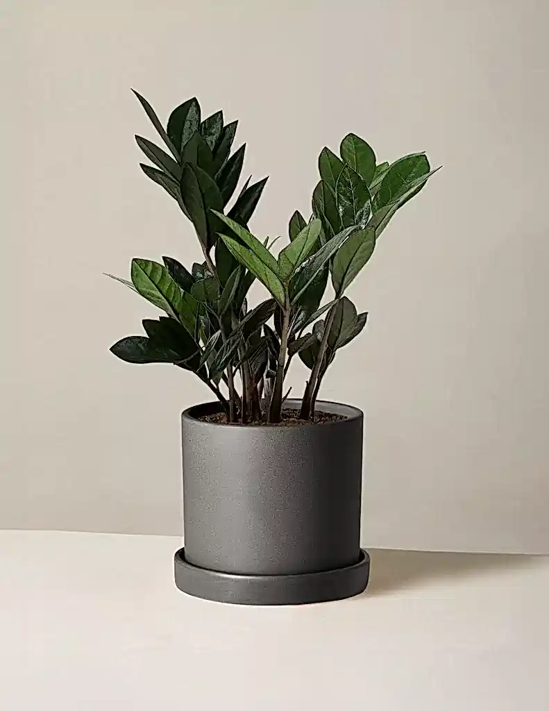Black ZZ Plant