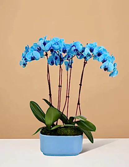 Large Double Orchid