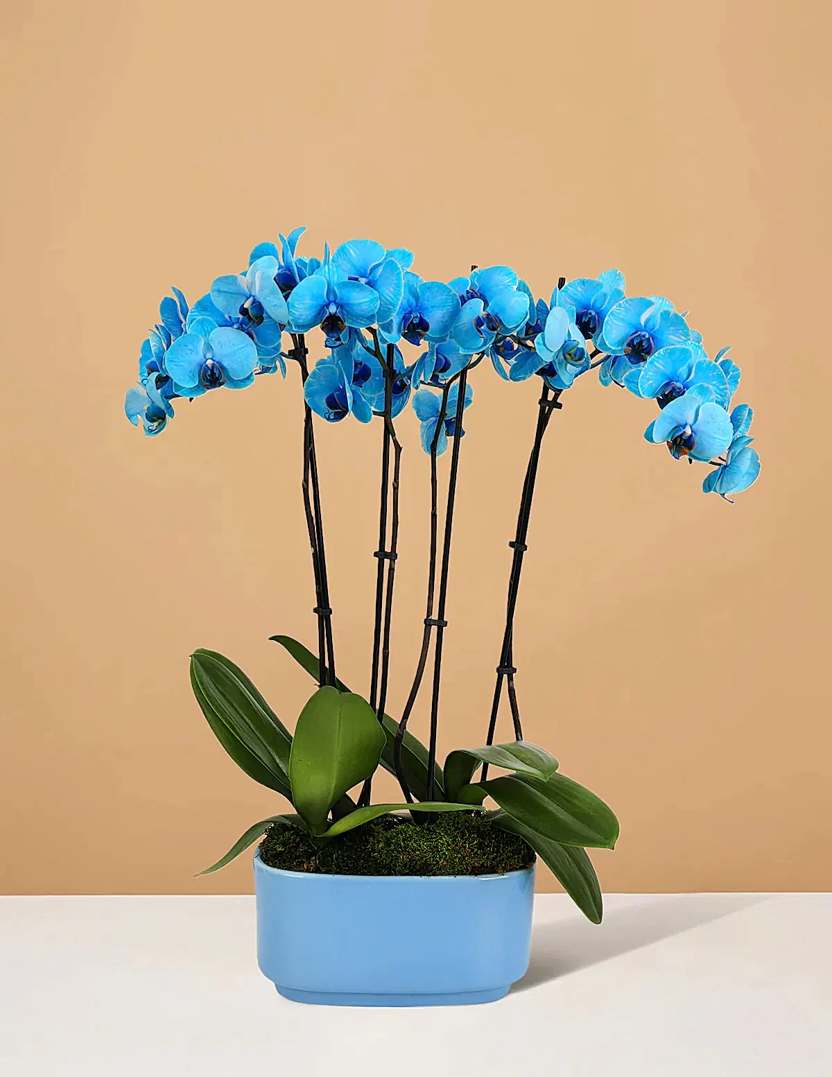 Large Double Orchid