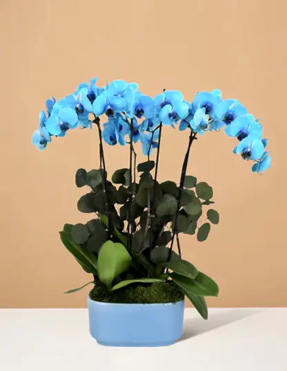 Large Double Orchid