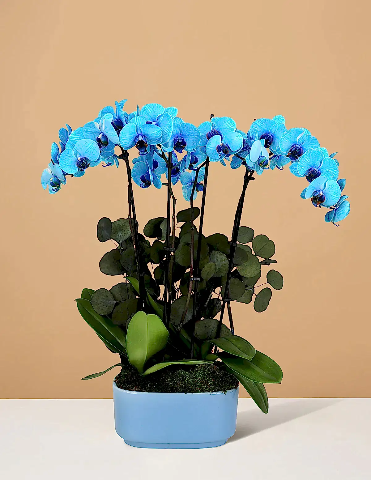 Large Double Orchid