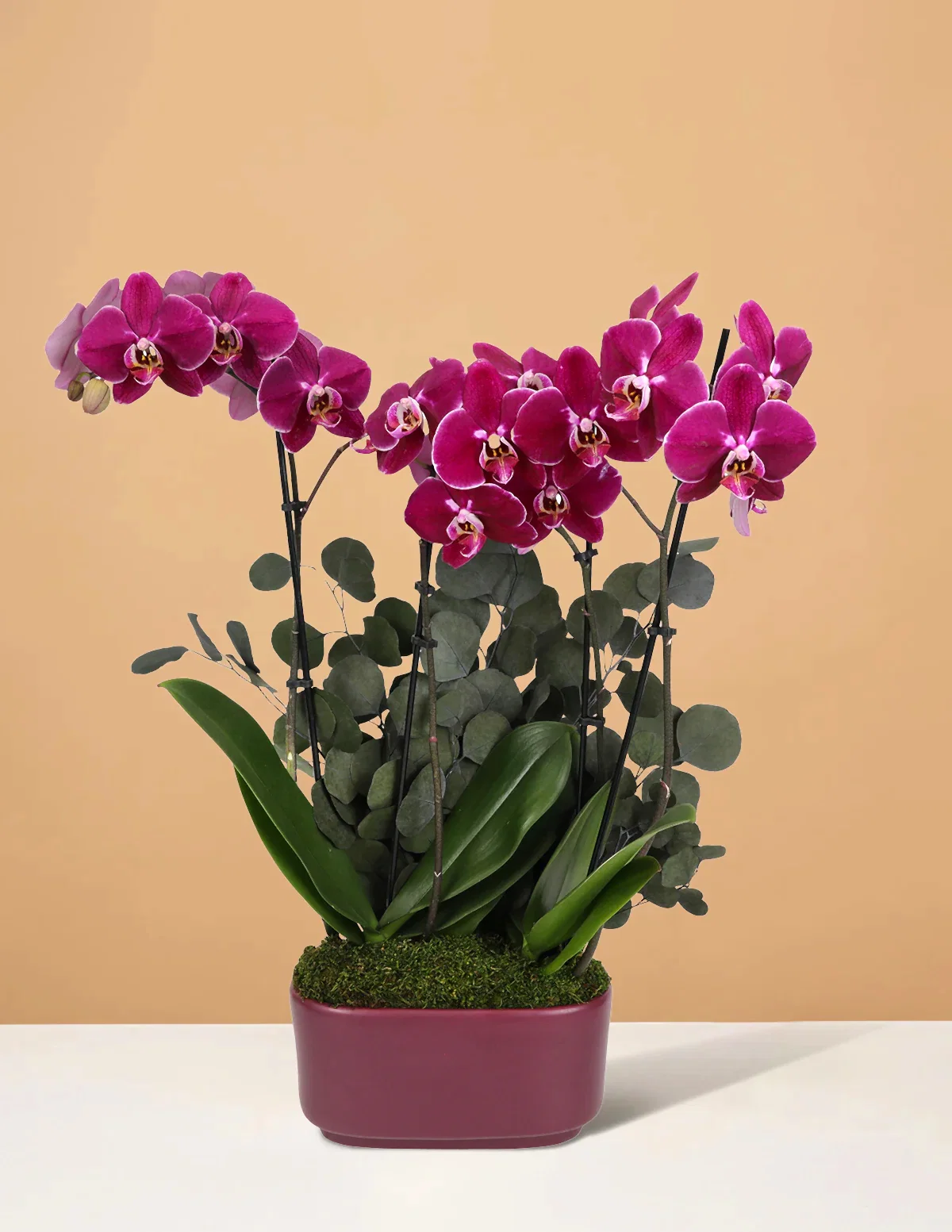 Large Double Orchid