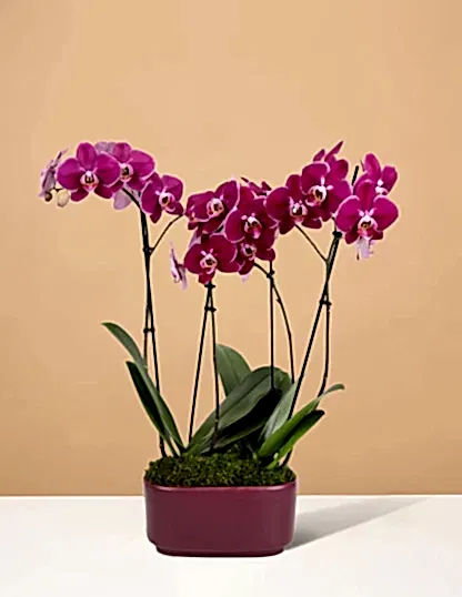 Large Double Orchid