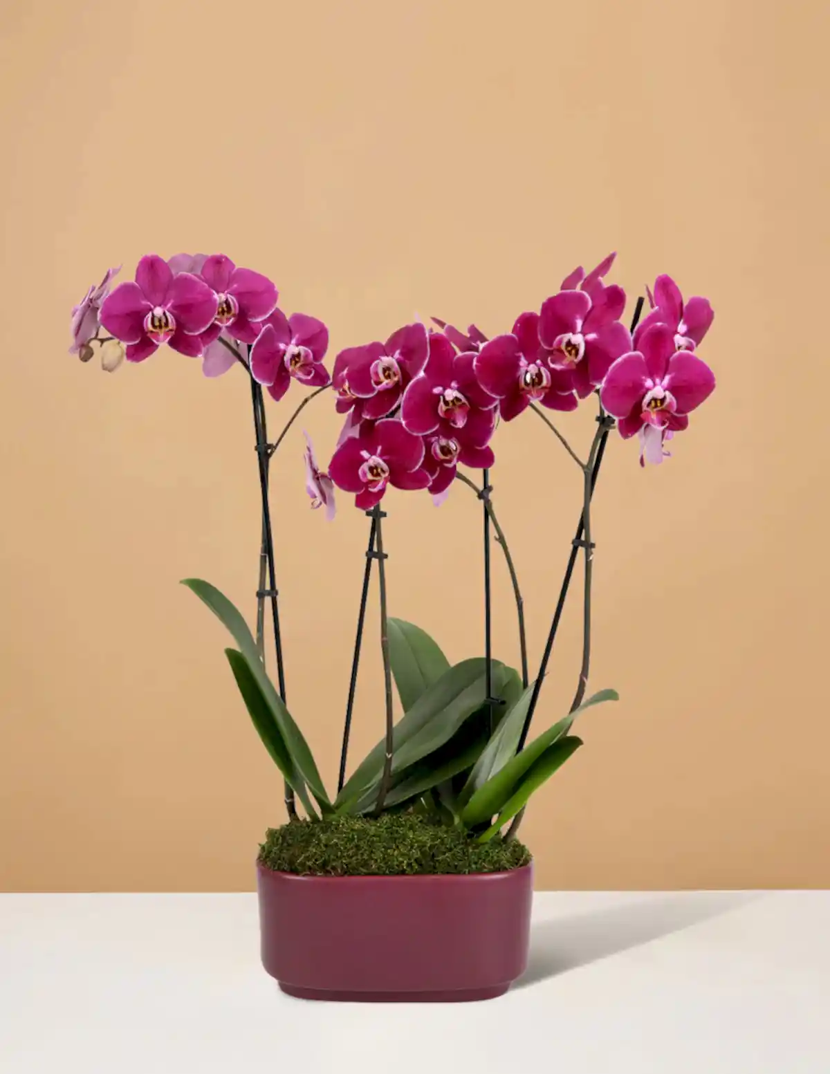 Large Double Orchid