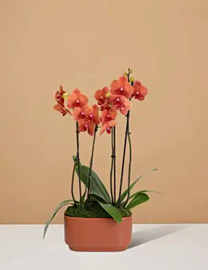 Large Double Orchid