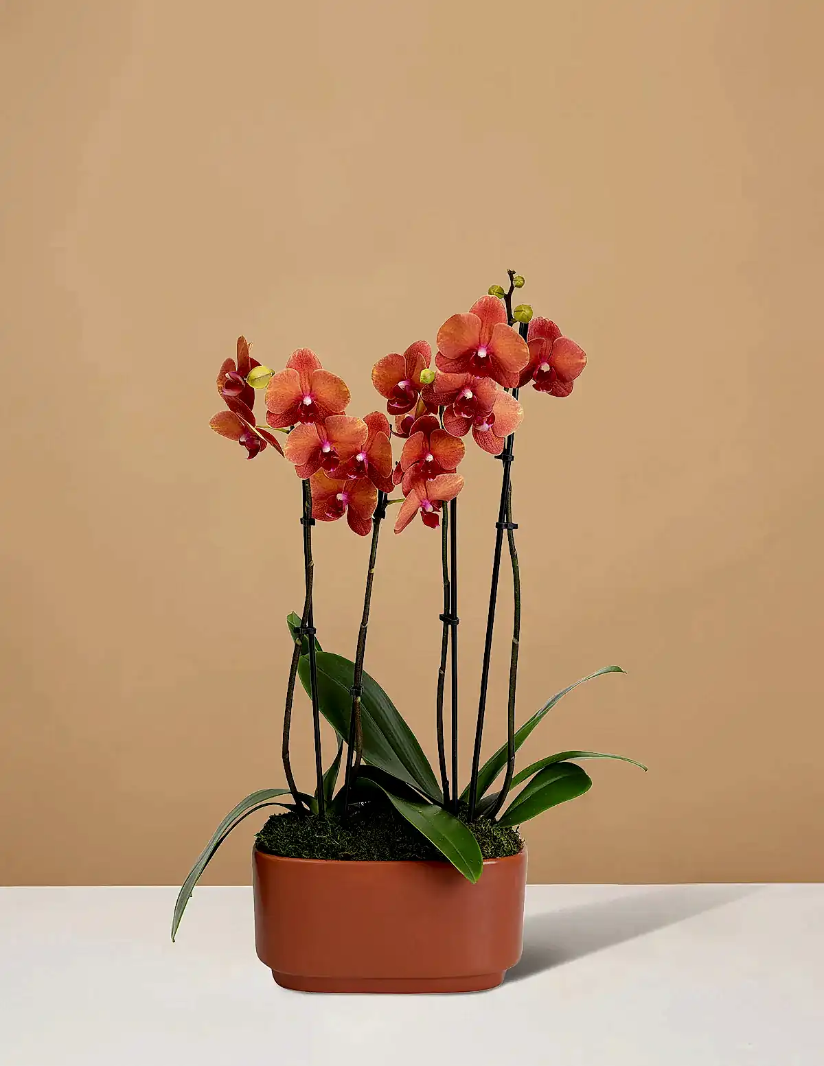 Large Double Orchid