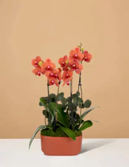 Large Double Orchid