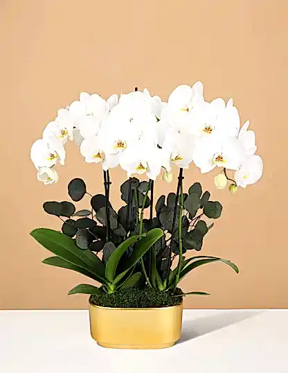 Large Double Orchid