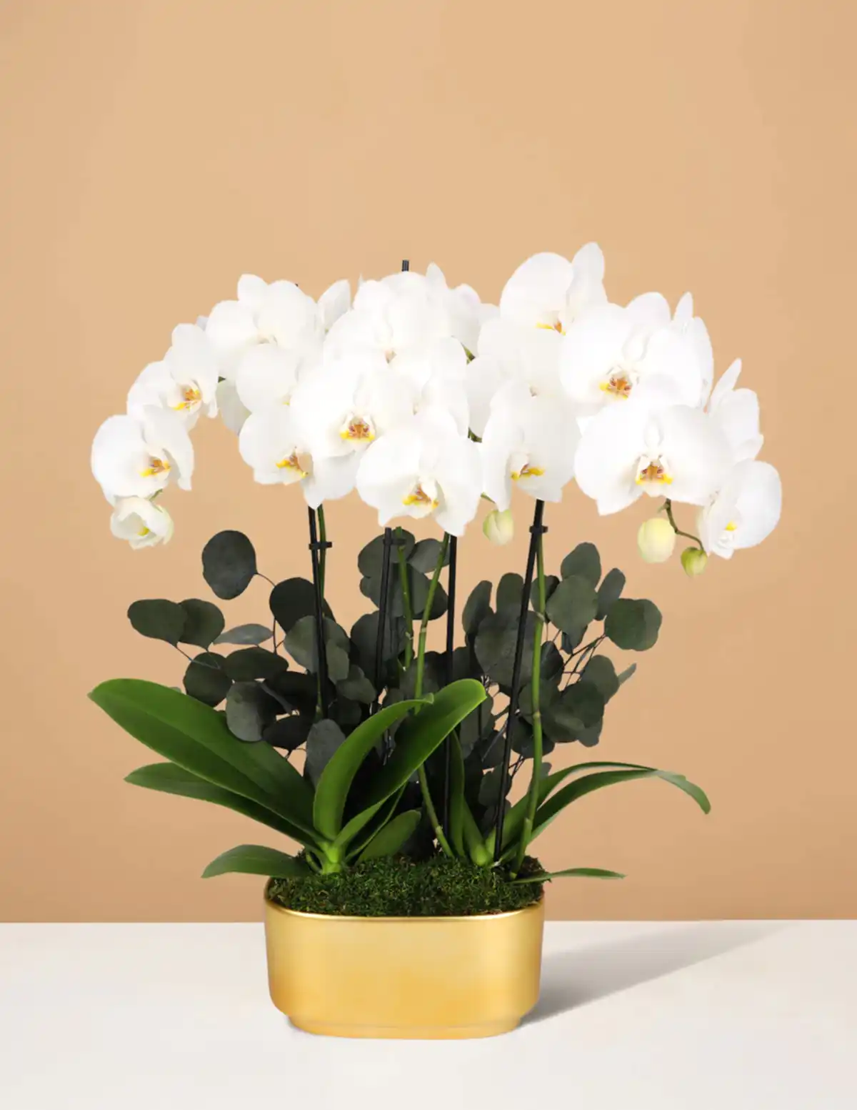 Large Double Orchid
