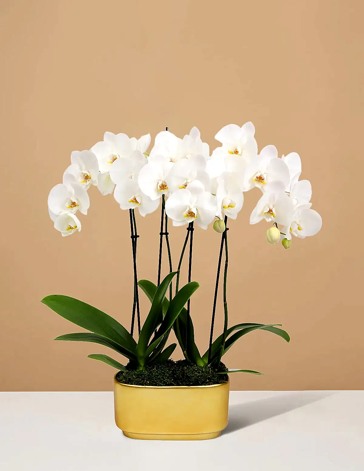 Large Double Orchid