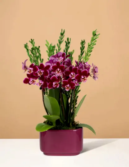 Small Double Orchid