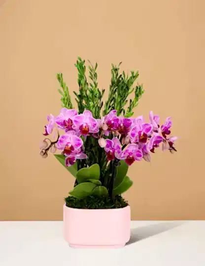 Small Double Orchid