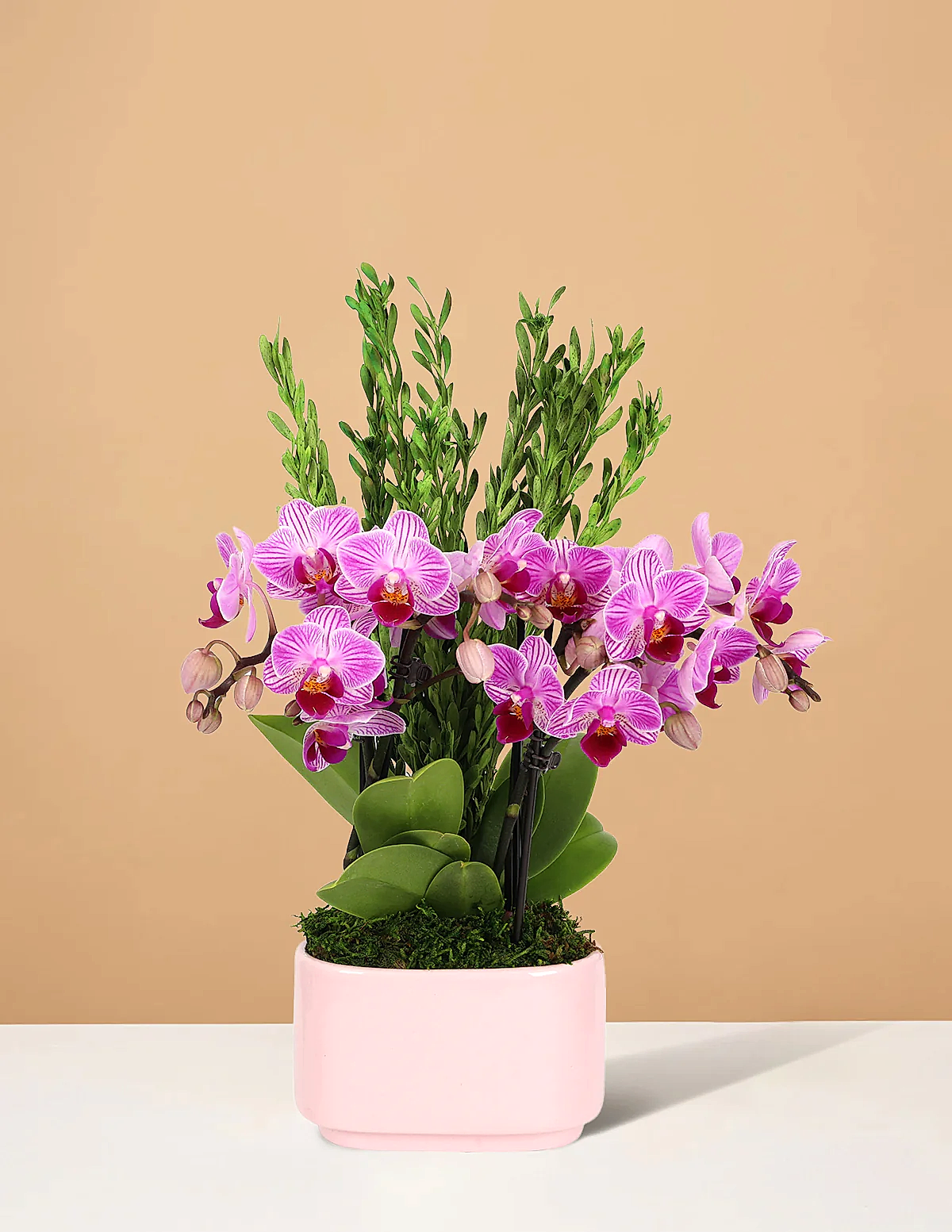 Small Double Orchid