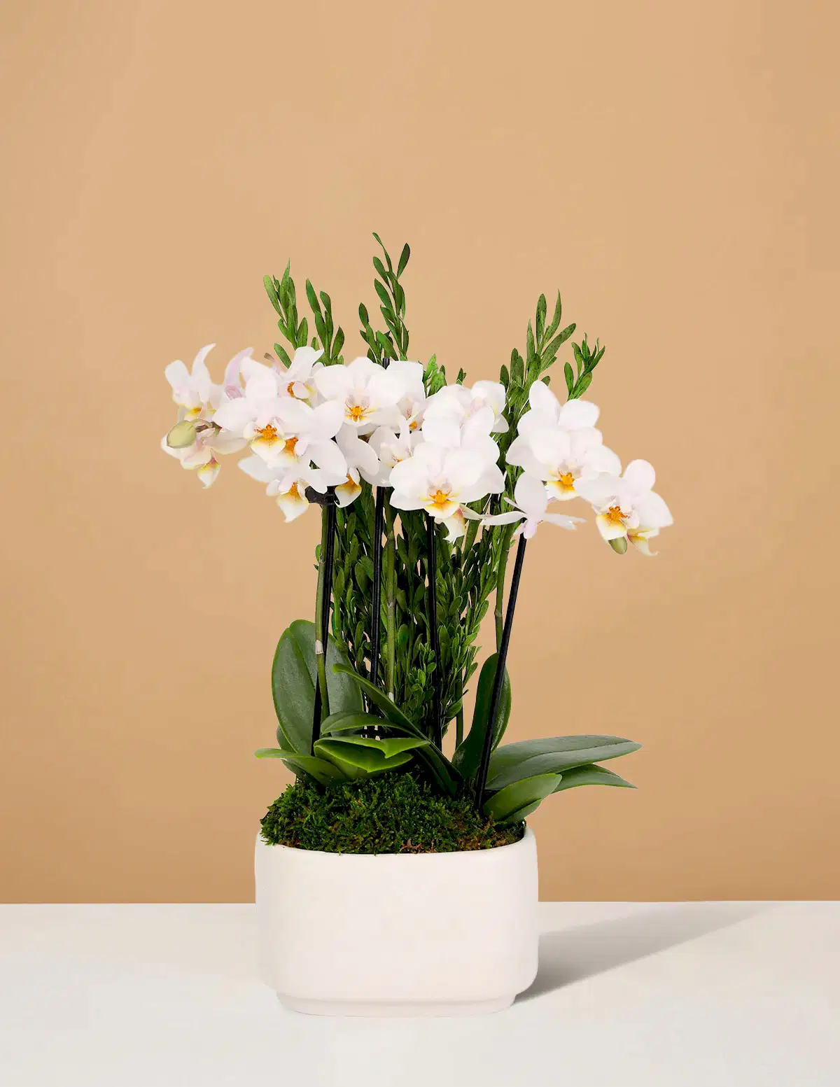 Small Double Orchid