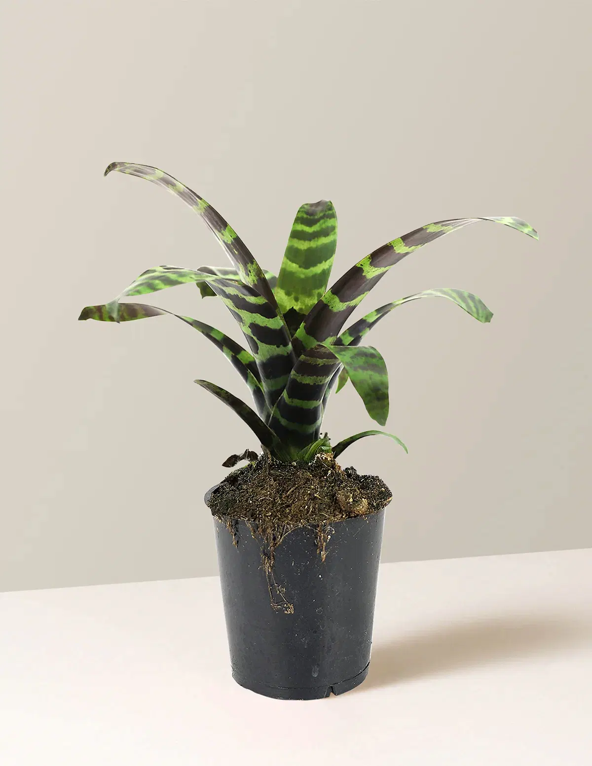 Bromeliad Splenriet