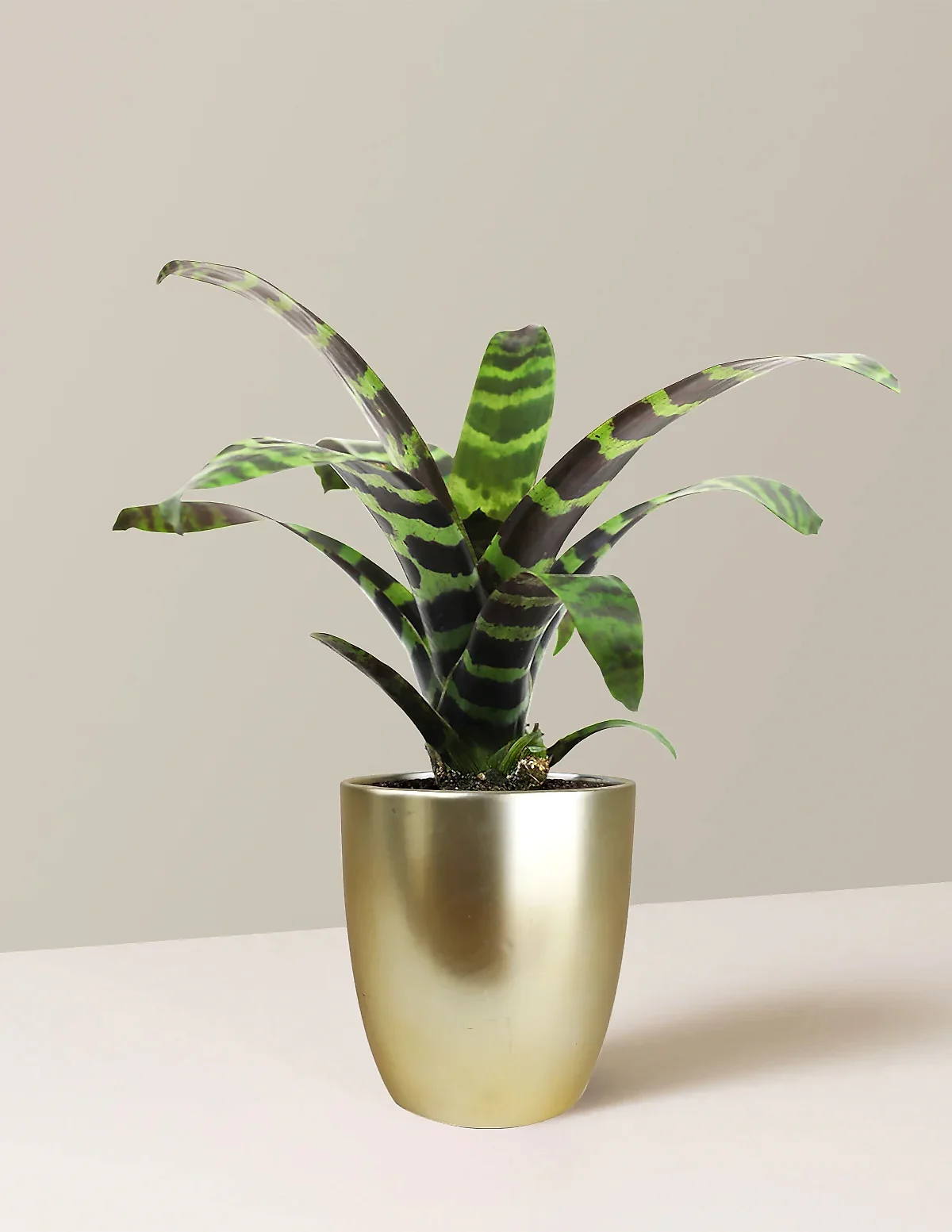 Bromeliad Splenriet
