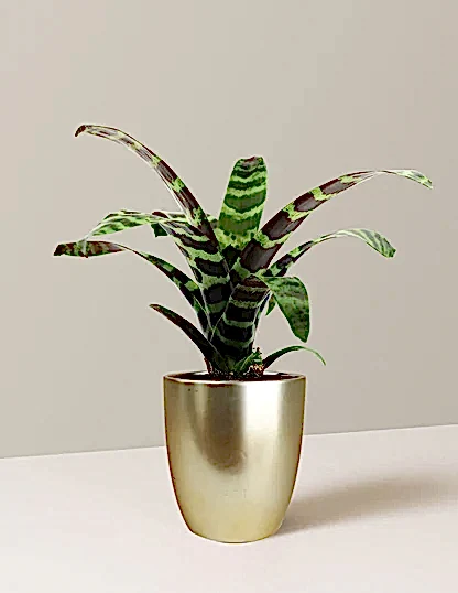 Bromeliad Splenriet