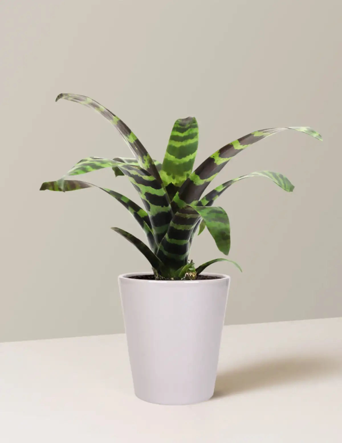 Bromeliad Splenriet