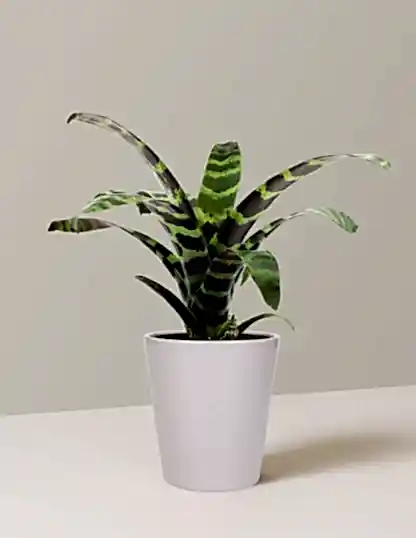 Bromeliad Splenriet
