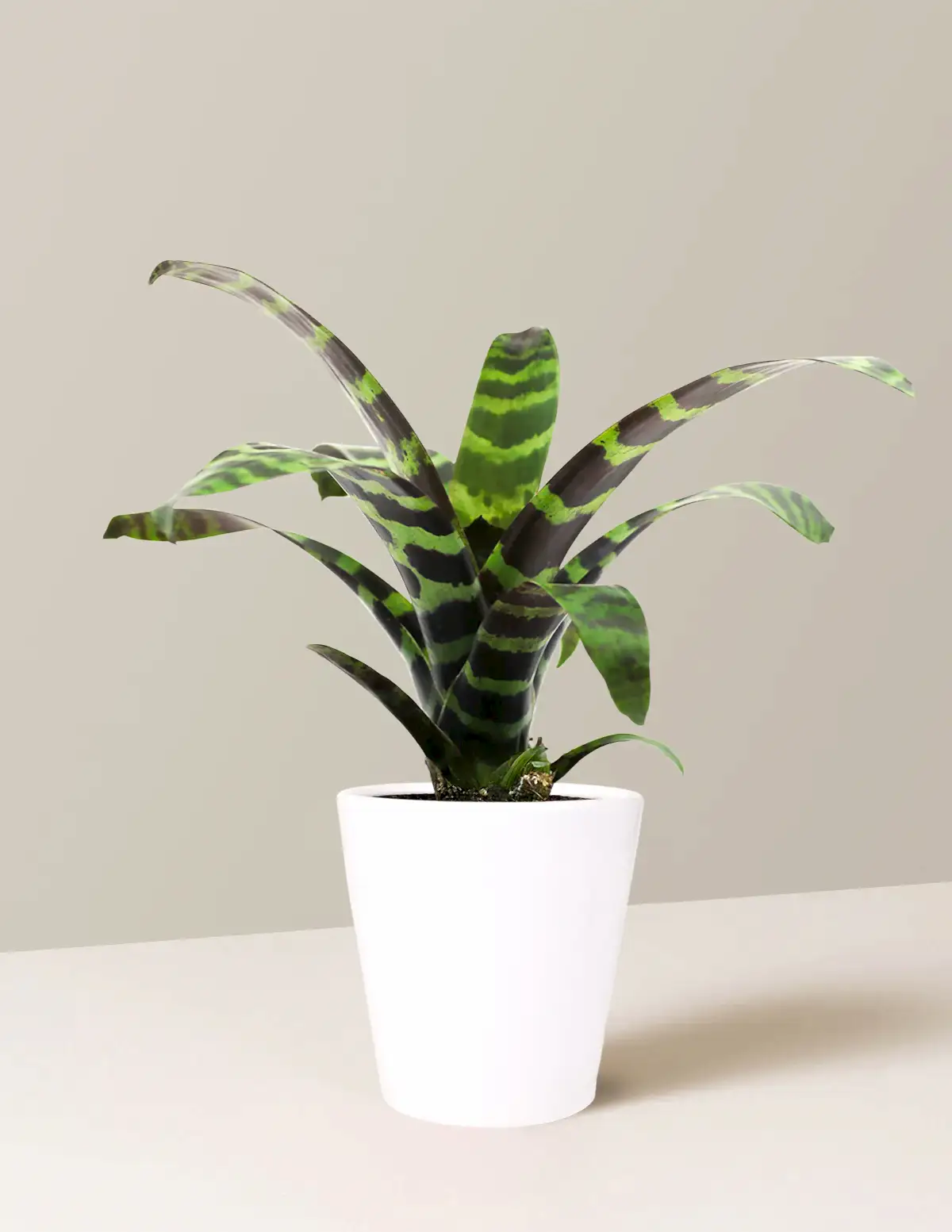 Bromeliad Splenriet