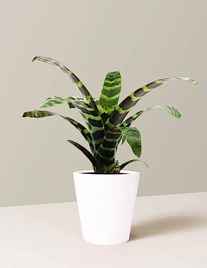 Bromeliad Splenriet